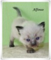/album/alfonso/alfonso-4-hetes-001-jpg/